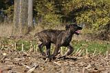 BOUVIER DES ARDENNES 276